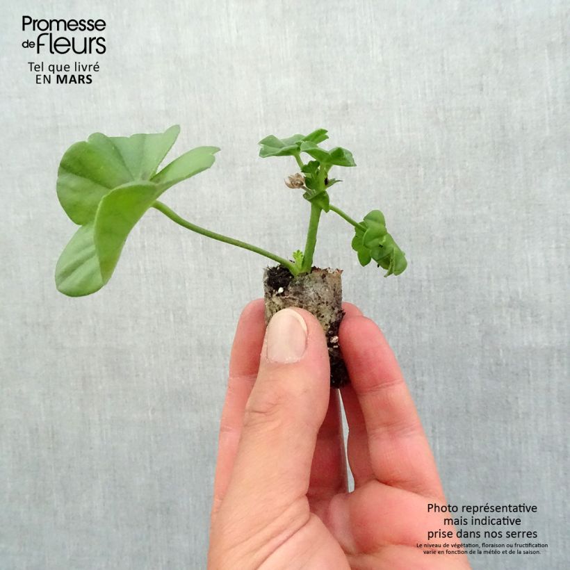 Pelargonium Rocky - Ivy Geranium sample as delivered in spring
