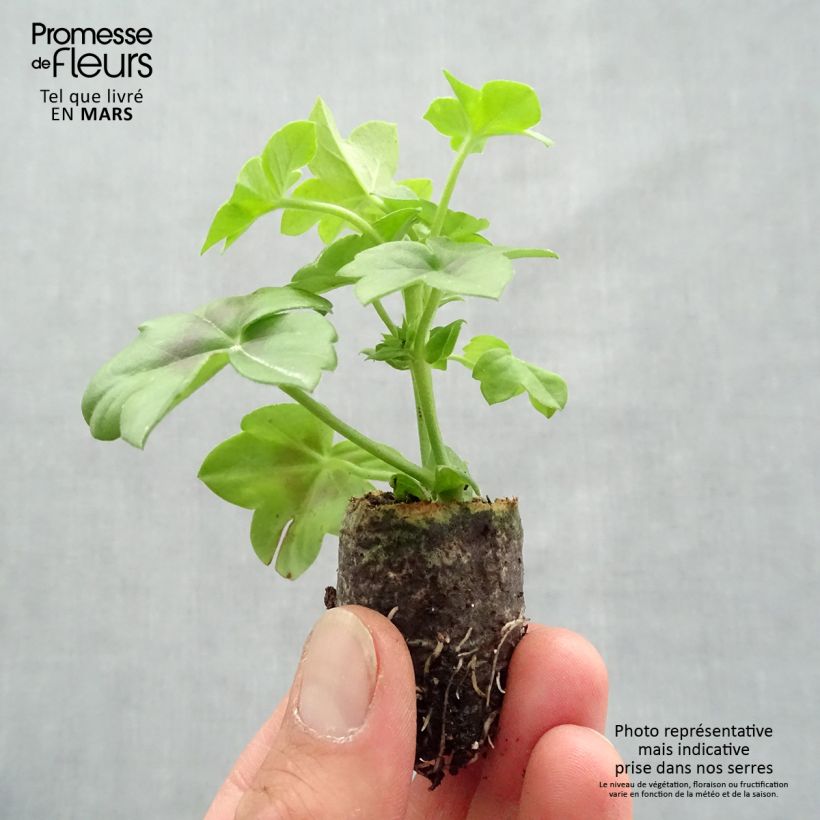 Pelargonium Double Royal Brillant Red - Ivy Geranium sample as delivered in spring
