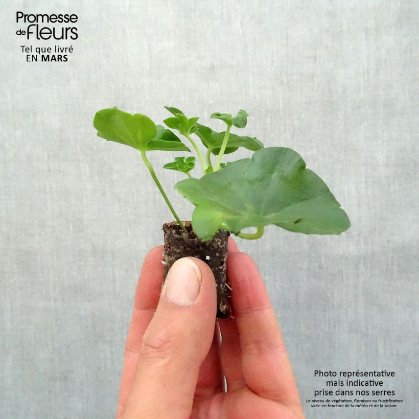 Pelargonium Tommy - Ivy Geranium sample as delivered in spring