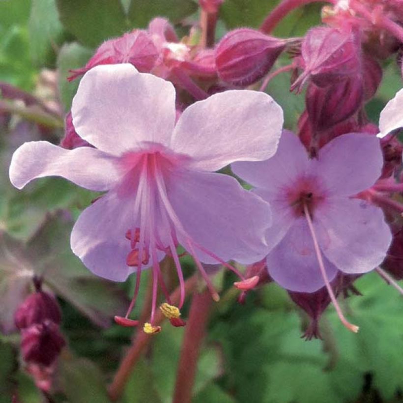 Geranium macrorrhizum Olympos (Flowering)