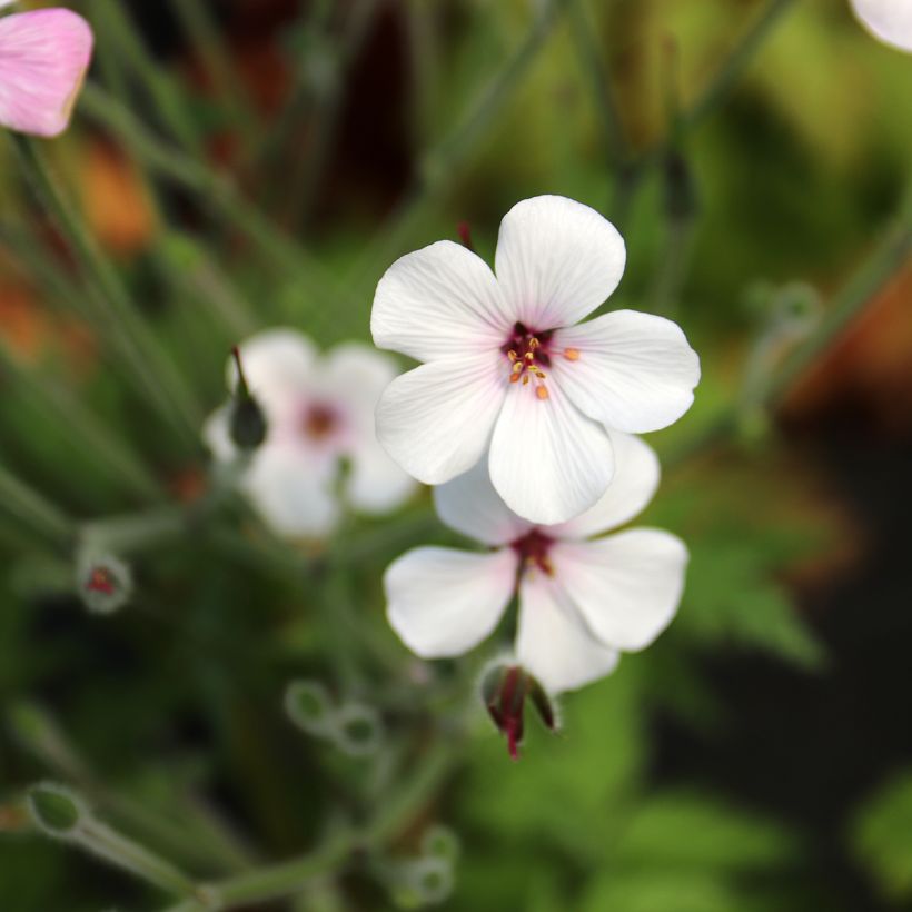 Geranium maderense Album (Flowering)