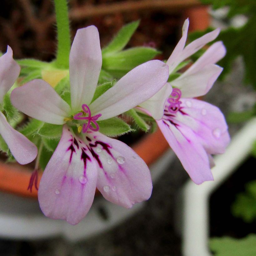 Pelargonium capitatum  (Flowering)