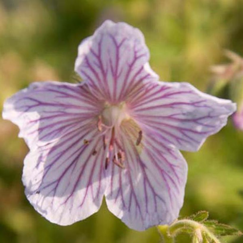 Geranium pratense Ilja (Flowering)