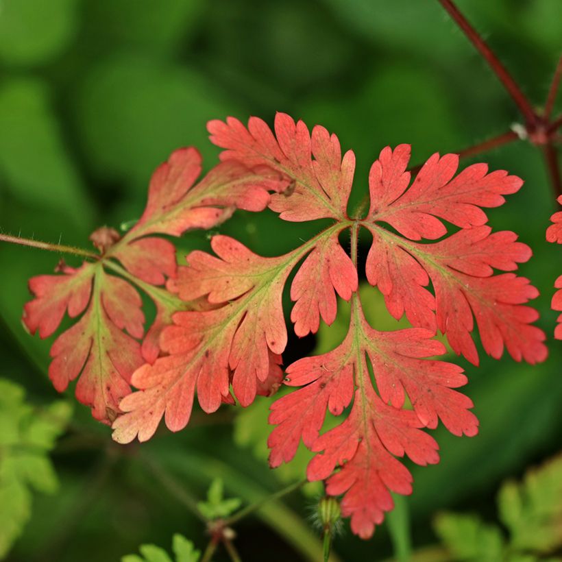 Geranium robertianum (Foliage)