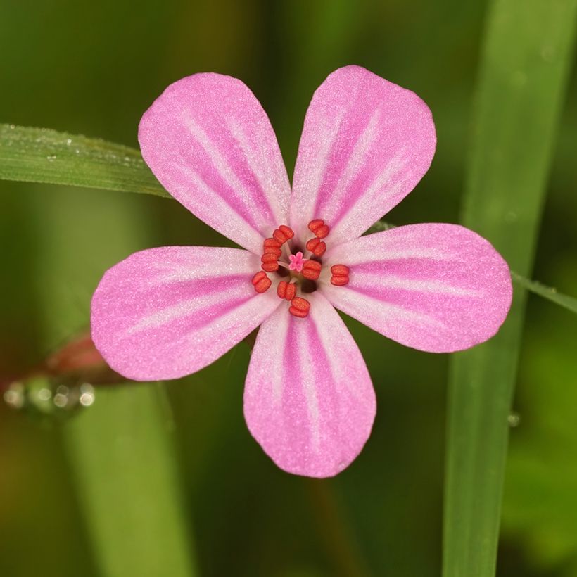Geranium robertianum (Flowering)