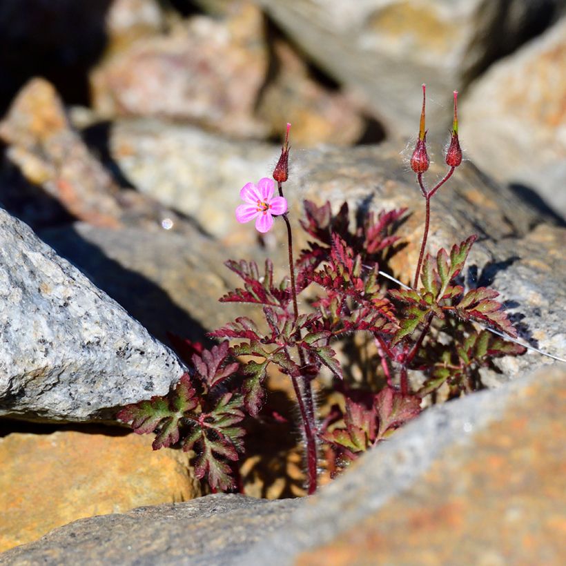 Geranium robertianum (Plant habit)