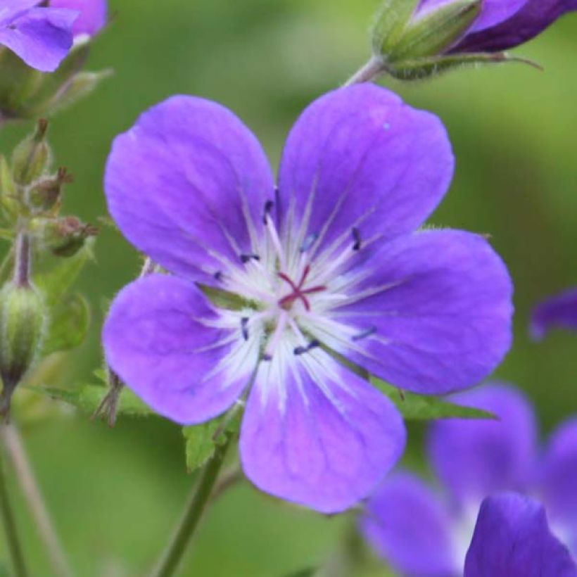 Geranium sylvaticum Ice Blue (Flowering)