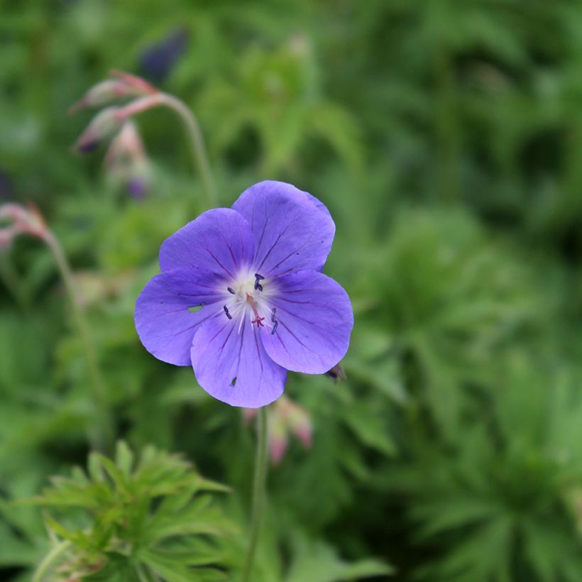 Geranium Brookside (Flowering)