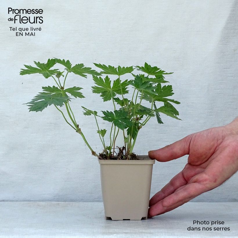 Geranium psilostemon Catherine Deneuve sample as delivered in spring