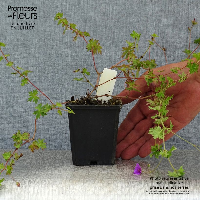 Geranium Dilys 8/9 cm pot sample as delivered in summer