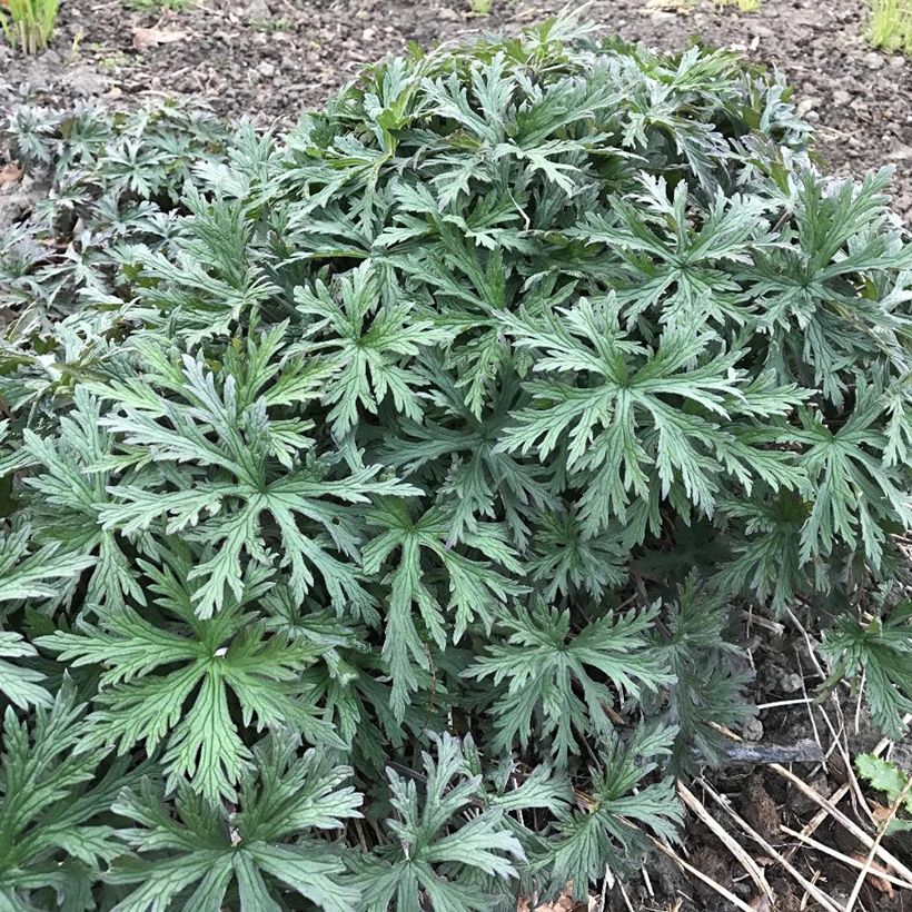 Geranium pratense Femme Fatale (Foliage)