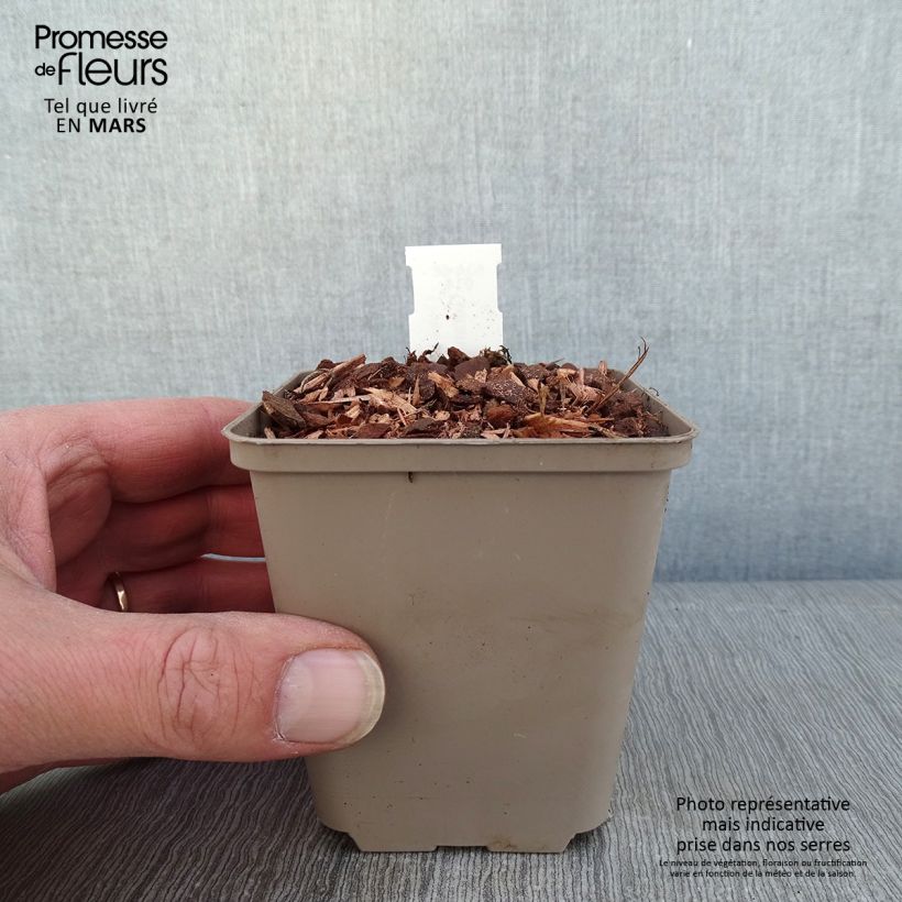 Geranium wallichianum Kelly-Anne 8/9 cm pot sample as delivered in winter