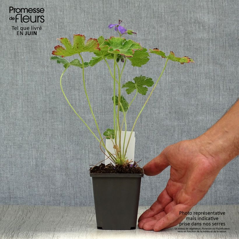 Geranium renardii Philippe Vapelle 8/9 cm pot sample as delivered in summer