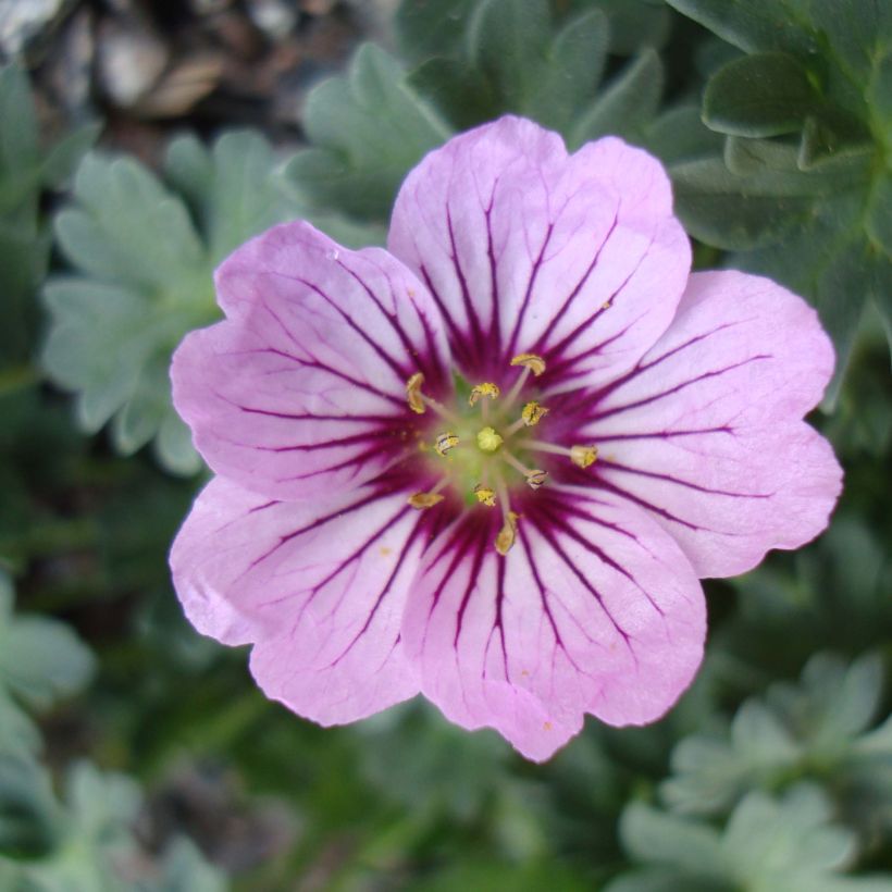 Geranium cinereum Rothbury Gem (Flowering)