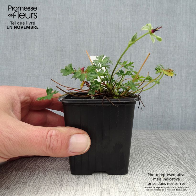 Geranium cinereum Rothbury Gem 8/9 cm pot sample as delivered in autumn