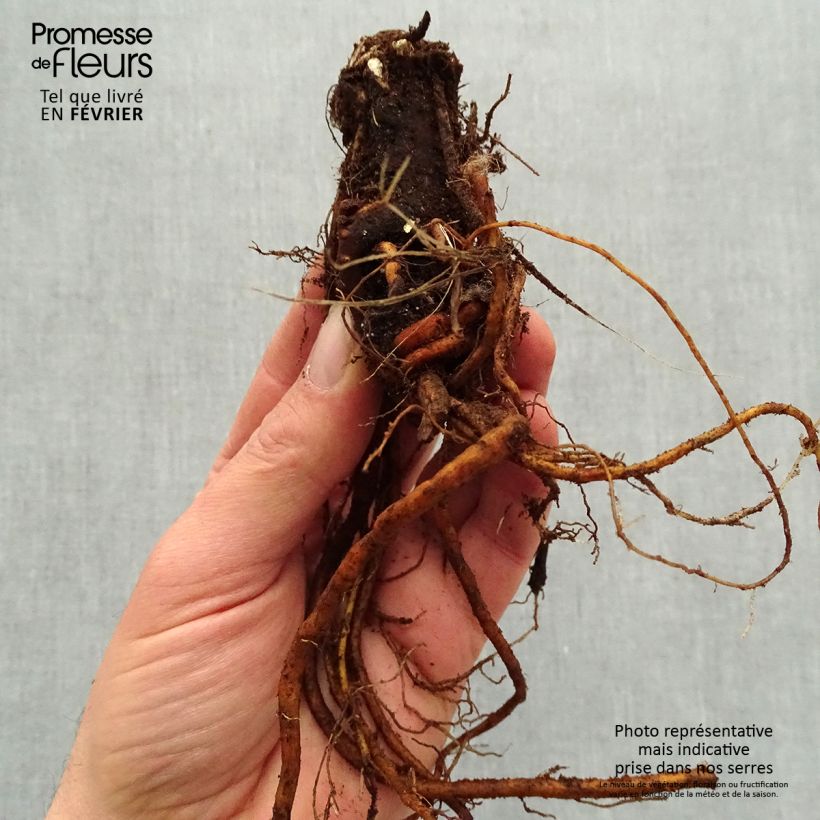 Geranium Ann Folkard  Patricia Sandrine Bare root sample as delivered in winter