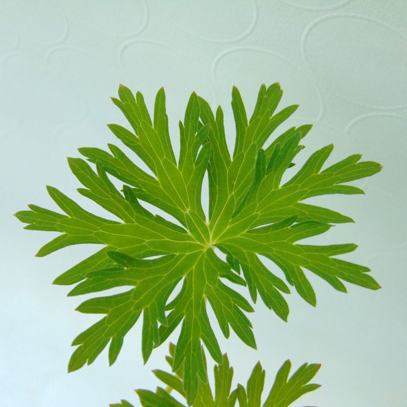 Geranium pratense Spinners (Foliage)