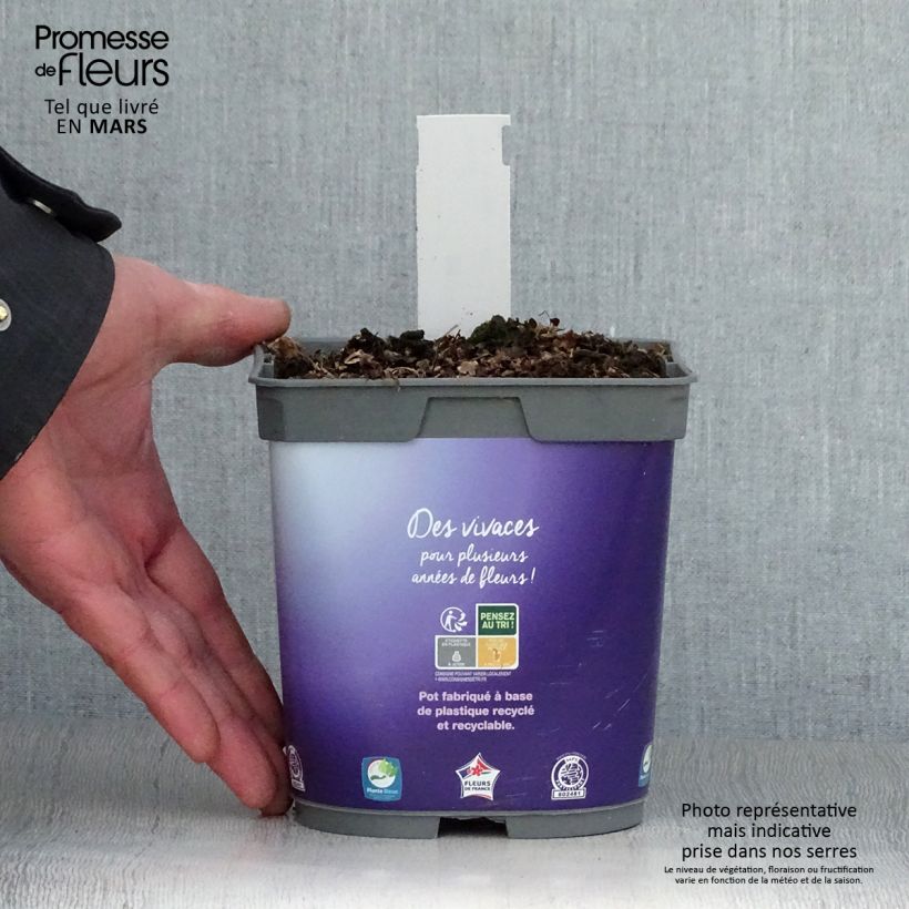 Geranium Sweet Heidi 2L/3L pot sample as delivered in spring