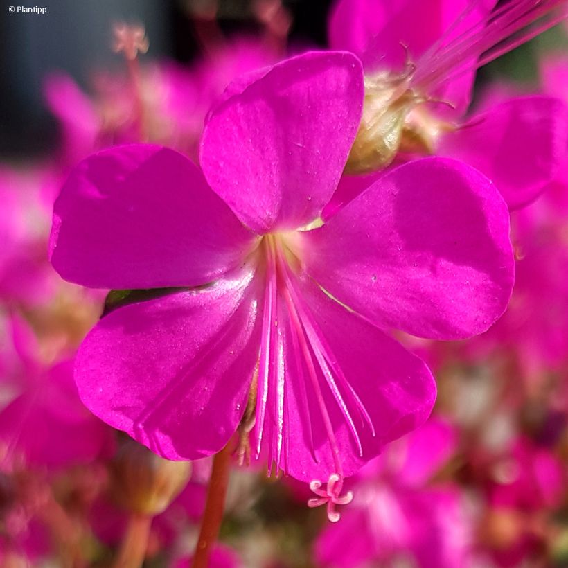 Geranium cantabrigiense Intense (Flowering)