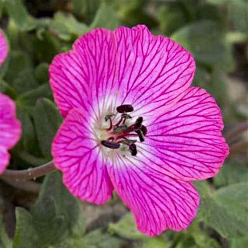 Geranium cinereum Jolly Jewel Hot Pink (Flowering)