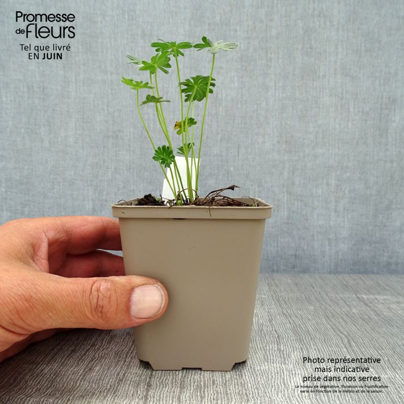Geranium cinereum Jolly Jewel Night 8/9 cm pot sample as delivered in summer