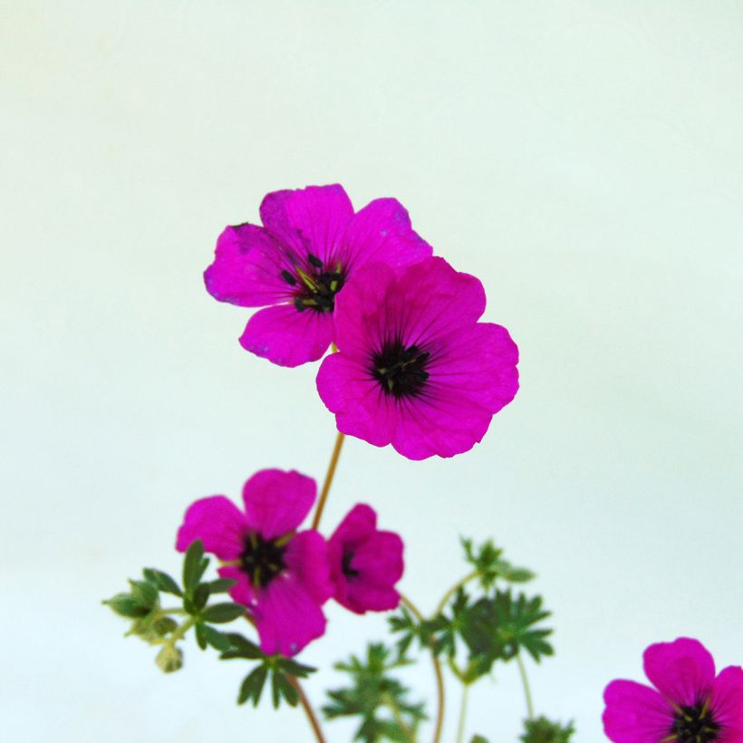 Geranium cinereum v. subcaulescens (Flowering)