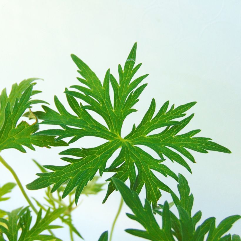 Geranium clarkei Kashmir Purple (Foliage)