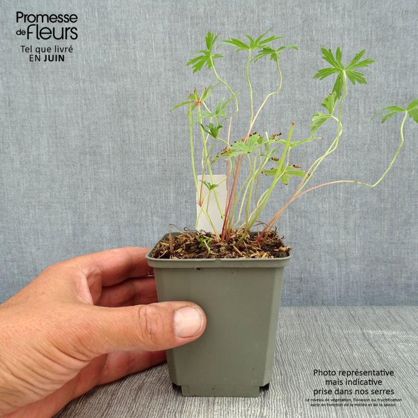 Geranium clarkei Kashmir White 8/9 cm pot sample as delivered in summer