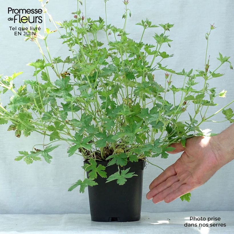Geranium endressii - Endres cranesbill 2L/3L pot sample as delivered in summer