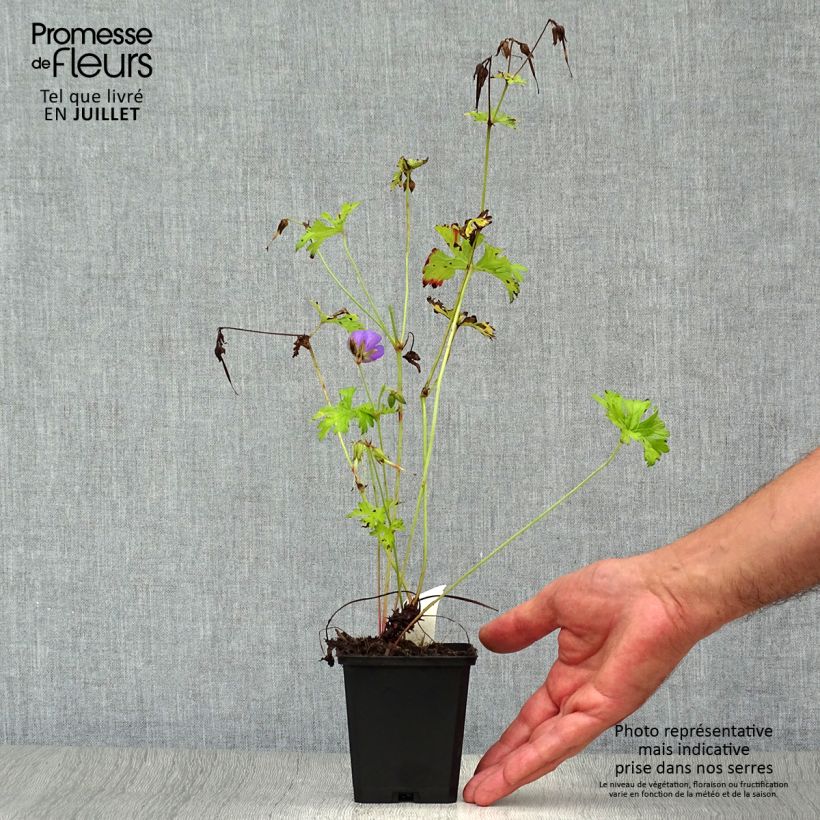 Geranium himalayense - Himalayan Cranesbill 8/9 cm pot sample as delivered in summer