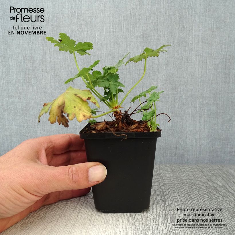 Geranium macrorrhizum Czakor 8/9 cm pot sample as delivered in autumn