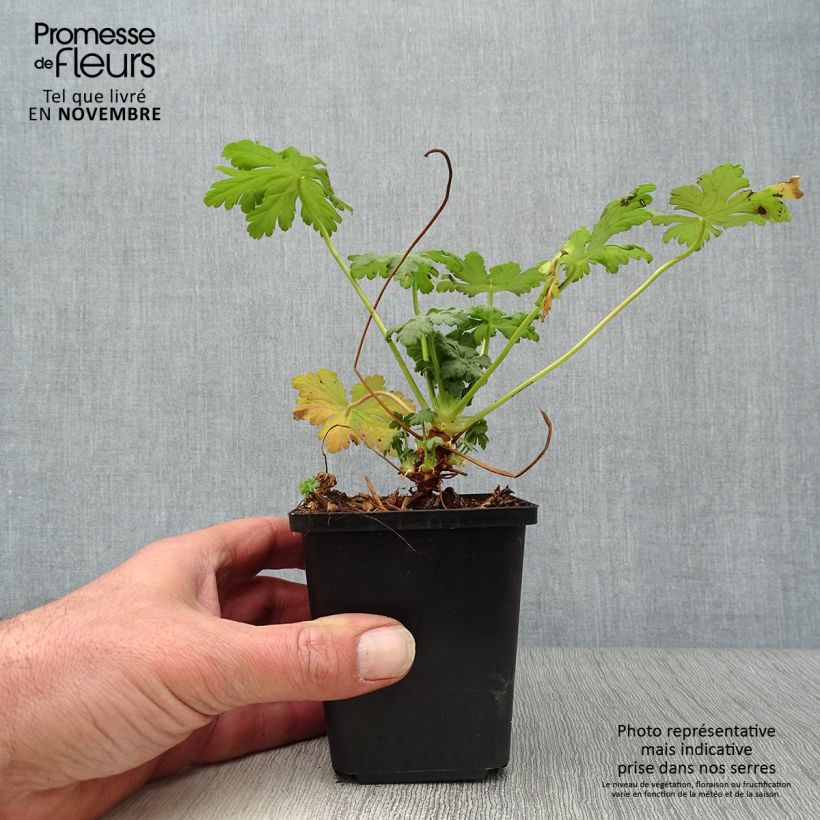 Geranium macrorrhizum Olympos 8/9 cm pot sample as delivered in autumn