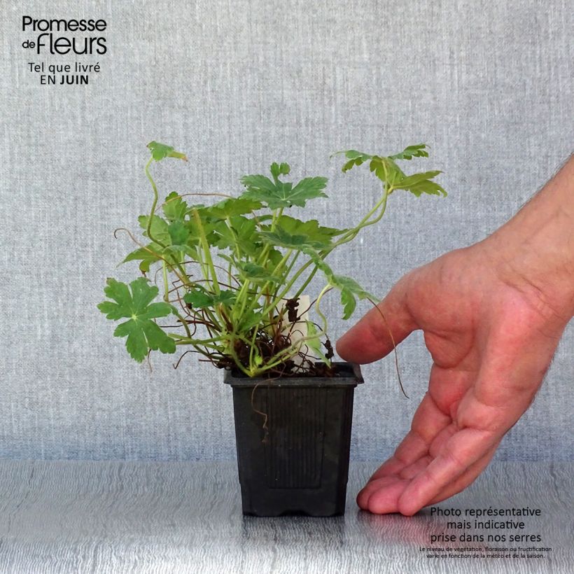 Geranium macrorrhizum Spessart 8/9 cm pot sample as delivered in summer