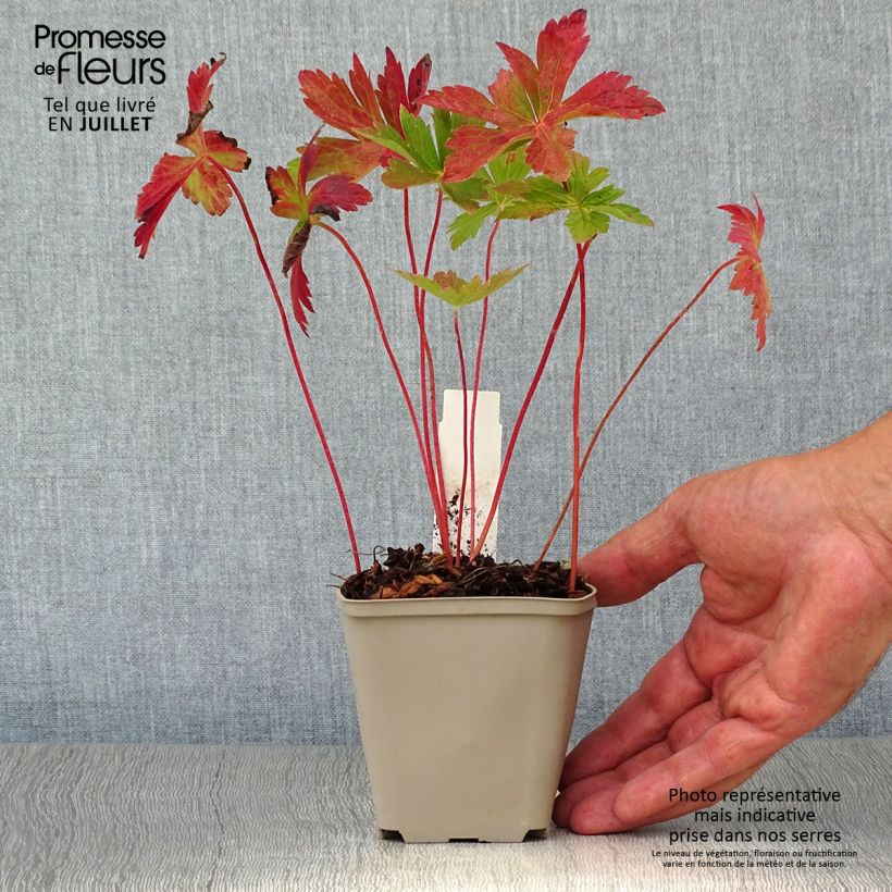 Geranium maculatum Vickie Lynn 8/9 cm pot sample as delivered in summer