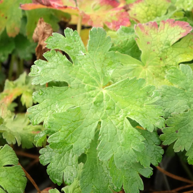 Geranium magnificum Blue Blood (Foliage)