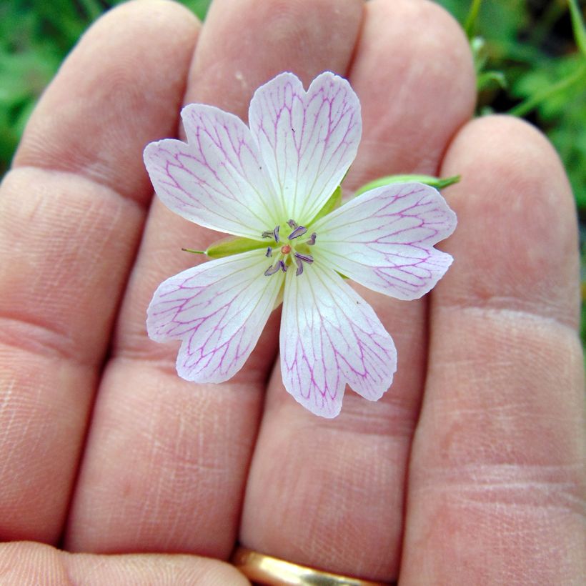 Geranium oxonianum Katherine Adele (Flowering)