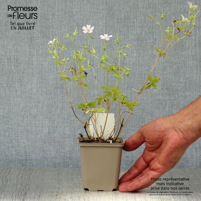 Geranium oxonianum Katherine Adele 8/9 cm pot sample as delivered in summer