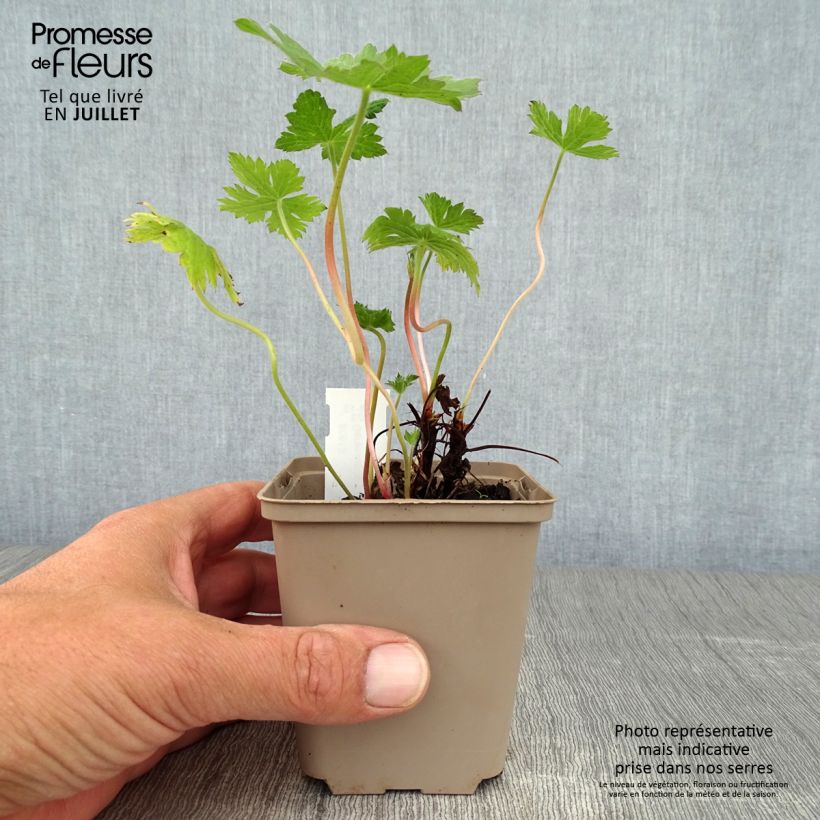 Geranium oxonianum Sherwood 8/9 cm pot sample as delivered in summer
