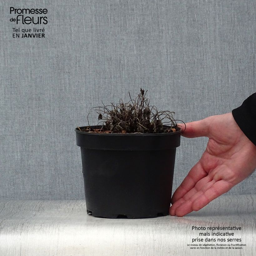 Geranium oxonianum Sherwood 2L/3L pot sample as delivered in winter
