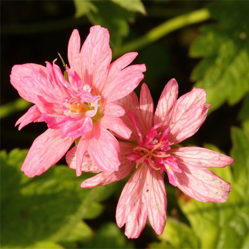 Geranium  oxonianum f. thurstonianum Southcombe Double (Flowering)