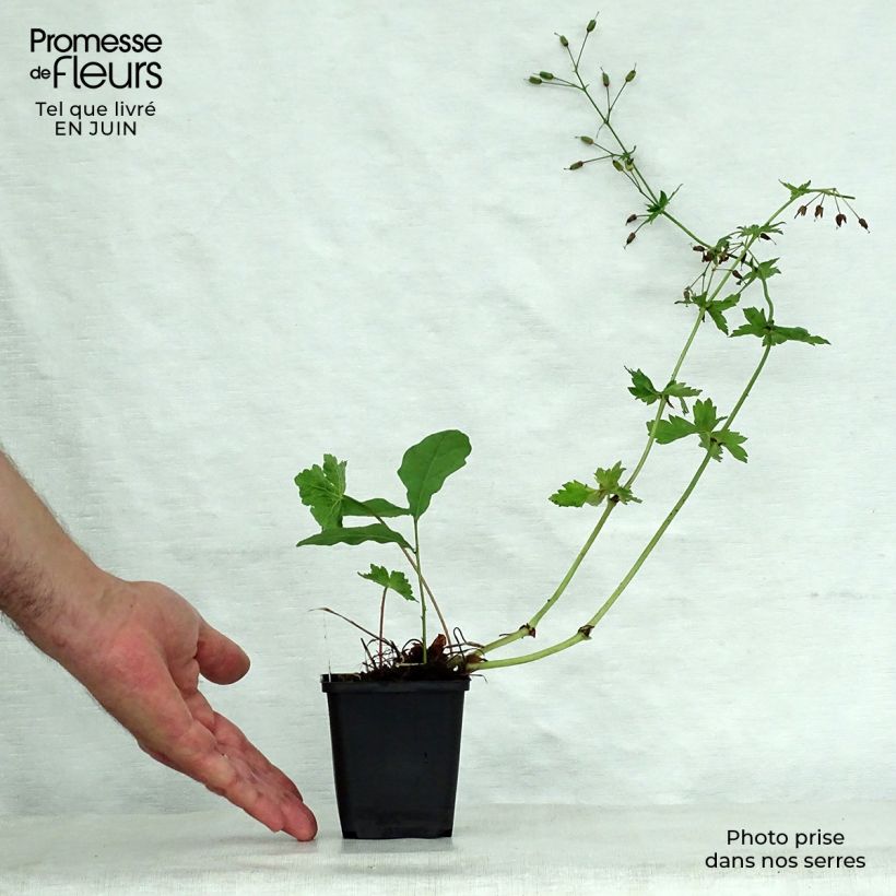 Geranium phaeum Golden Spring 8/9 cm pot sample as delivered in summer