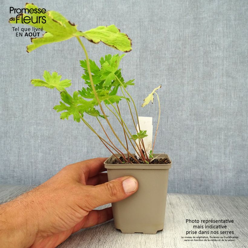 Geranium phaeum Lily Lovell 8/9 cm pot sample as delivered in summer