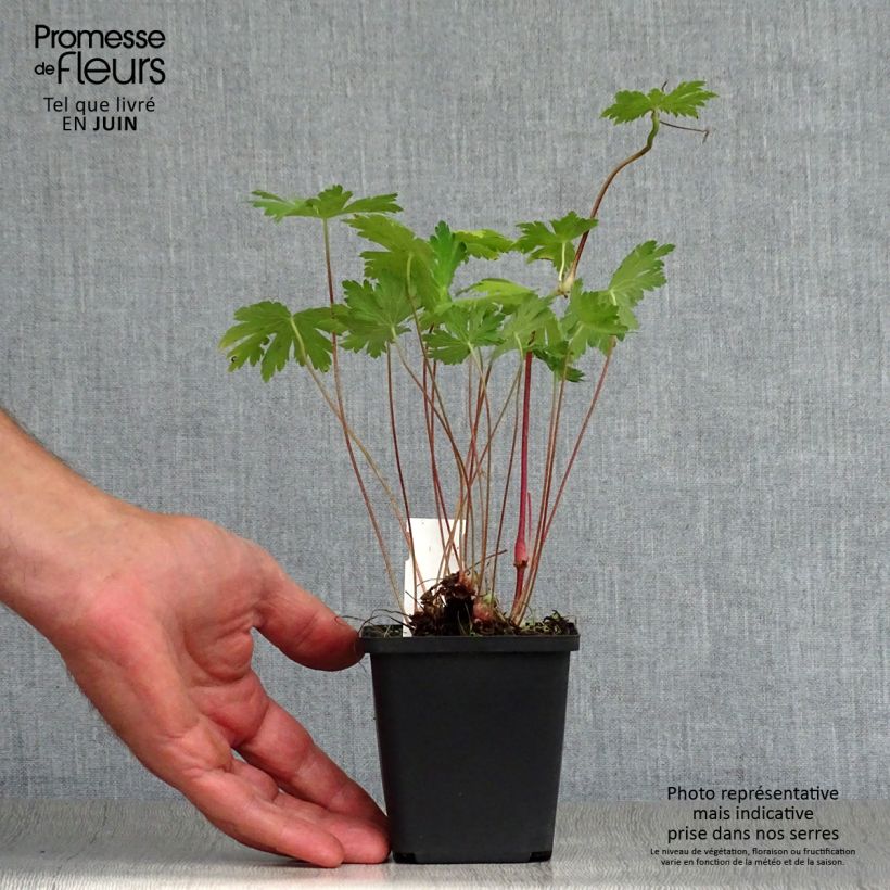 Geranium phaeum Mourning Widow 8/9 cm pot sample as delivered in summer