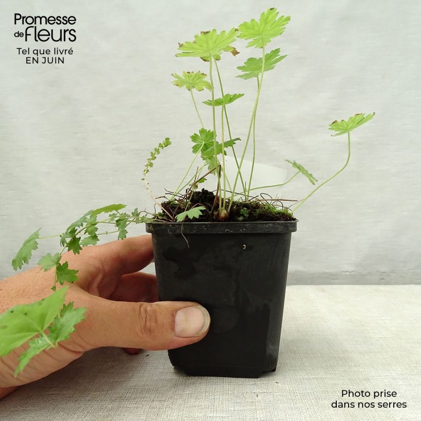 Geranium phaeum var lividum 8/9 cm pot sample as delivered in summer