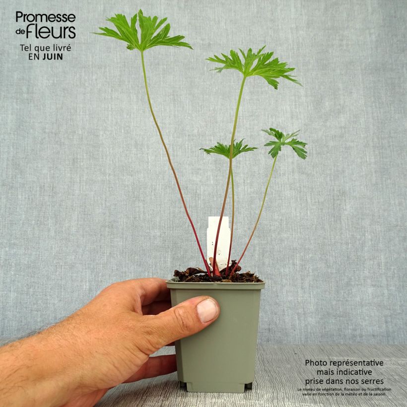 Geranium pratense Cloud Nine 8/9 cm pot sample as delivered in summer