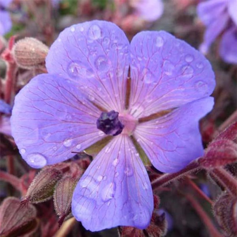 Geranium pratense Hocus Pocus (Flowering)