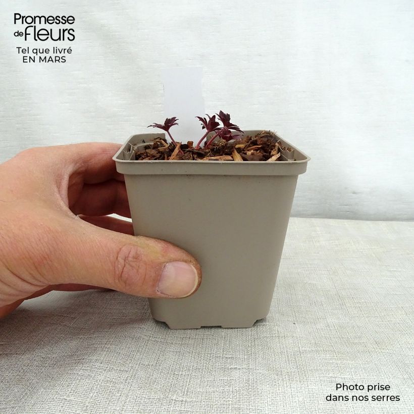 Geranium pratense Hocus Pocus sample as delivered in spring