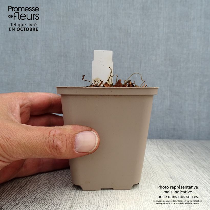 Geranium pratense Hocus Pocus 8/9 cm pot sample as delivered in autumn