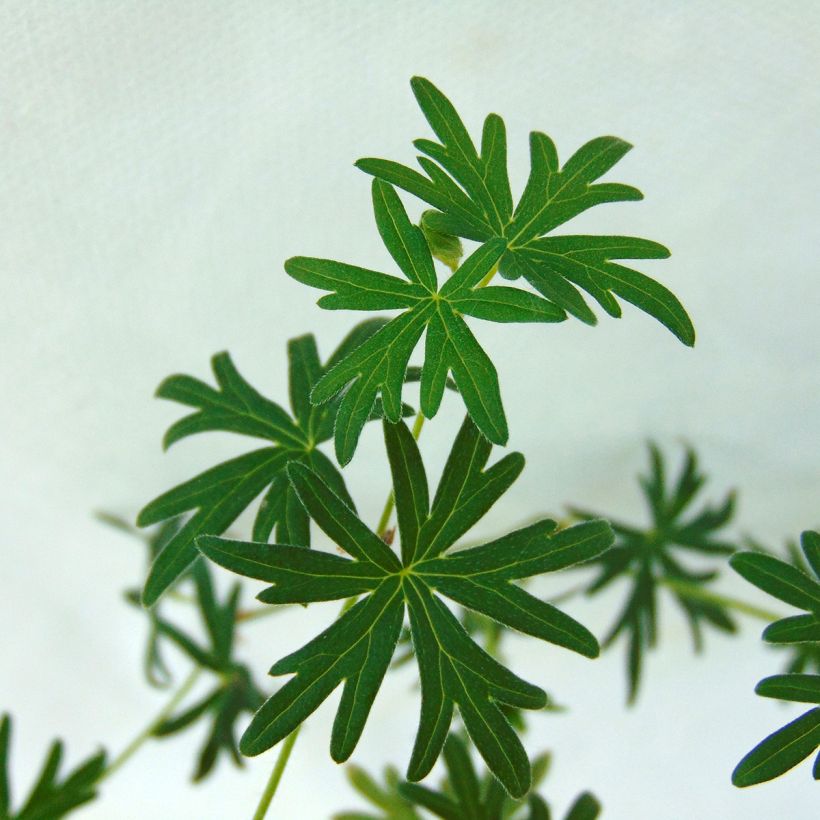 Geranium pratense Plenum Album (Foliage)