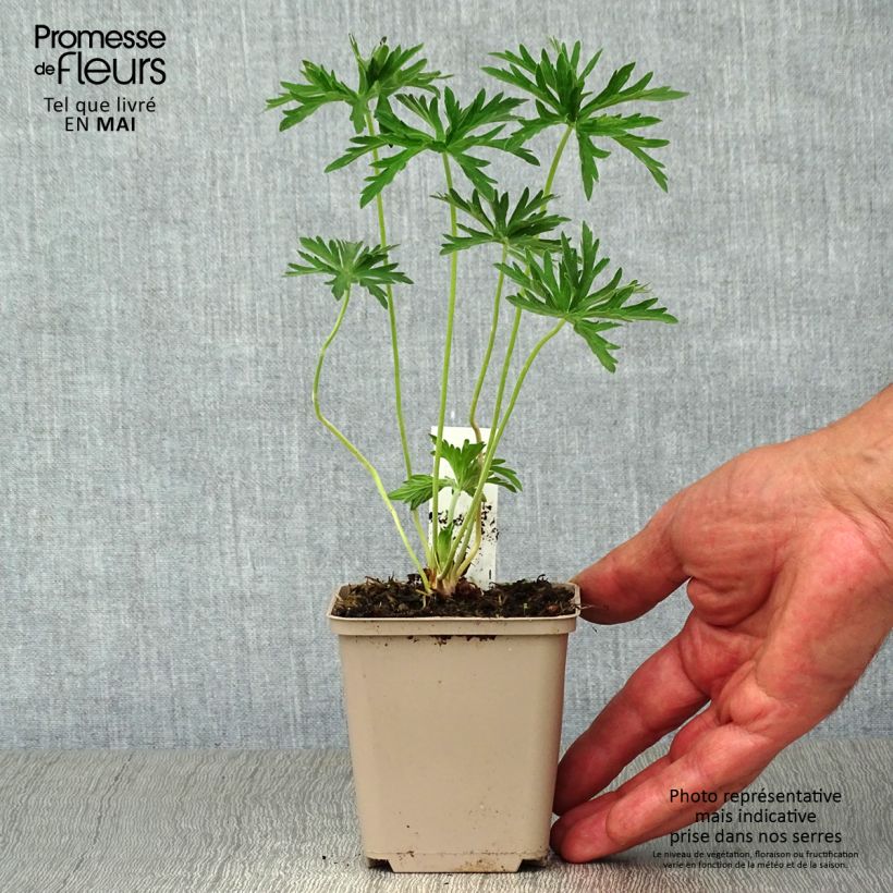 Geranium pratense Plenum Album sample as delivered in spring
